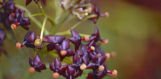 Pilocarpina, un compus activ al plantei pilocarpus jaborandi ce combate tensiunea intraoculară în glaucom