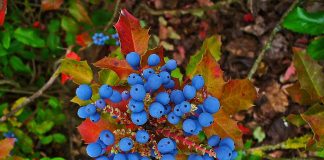 Preparatele din rădăcină de mahonia aquifolium purifică sângele și ficatul – Învață să mănânci sănătos