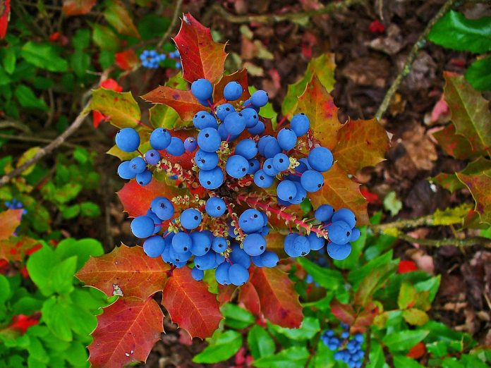 Preparatele din rădăcină de mahonia aquifolium purifică sângele și ficatul – Învață să mănânci sănătos