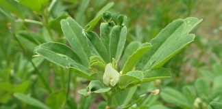 Proprietățile medicinale ale uleiului de schinduf (Trigonella foenumgraecum)