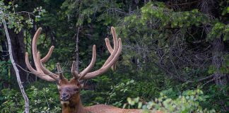 Pulberea din coarne de cerb îmbunătățește starea de sănătate