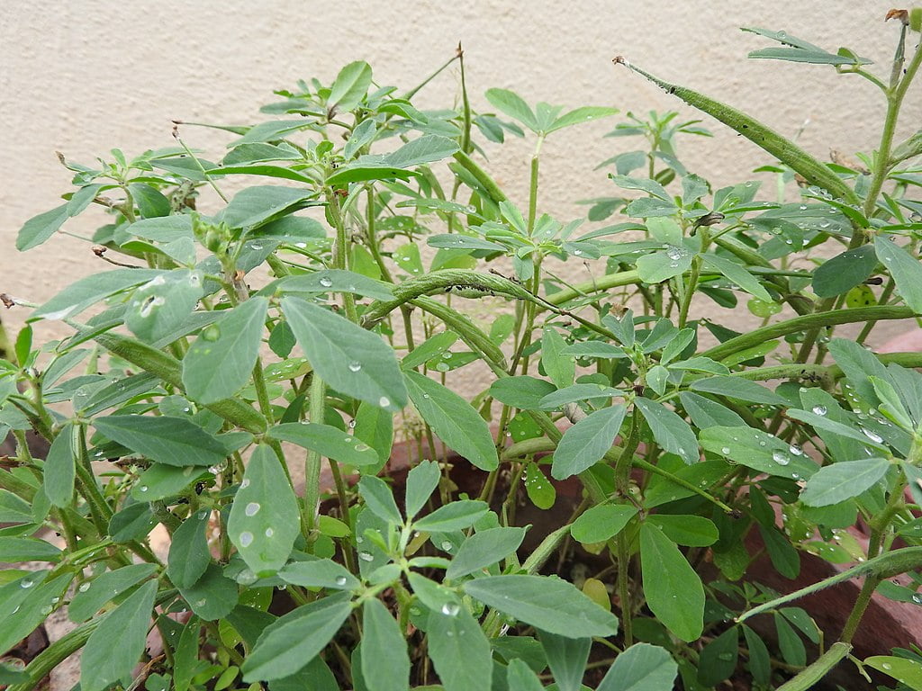 Trigonella foenumgraecum