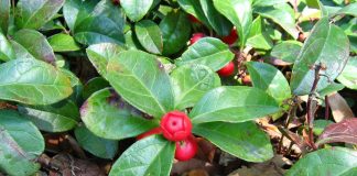 Uleiul din salcie himalaiană (Gaultheria procumbens) - Proprietăți și aplicații terapeutice