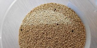 Mei, hrișcă, quinoa, amaranth - semințe necesare sănătății organismului