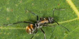 Știați că furnicile sunt folosite ca hrană și medicament în China? Știați că furnicile sunt folosite ca hrană și medicament în China