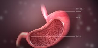 Stomacul produce zilnic aproximativ 2 litri de acid clorhidric Stomacul produce zilnic aproximativ 2 litri de acid clorhidric
