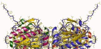 Glutation – un puternic antioxidant produs de ficat Glutation - un puternic antioxidant produs de ficat