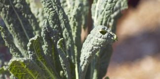 3-varza-kale-suc-natural