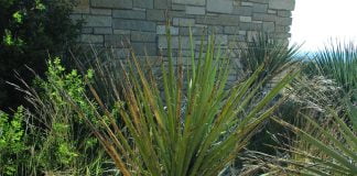 Rădăcina de Yucca baccata folosită în preparate pentru purificarea sângelui