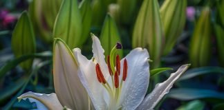 Crinul în medicina populară – Tinctura din petale de crin tratează afecțiunile cele mai supărătoare ale pielii