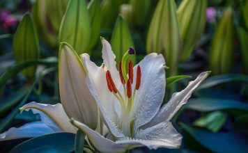 Crinul în medicina populară – Tinctura din petale de crin tratează afecțiunile cele mai supărătoare ale pielii