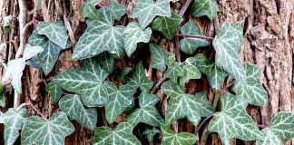 Iedera, o plantă eficientă în tratamentul celulitei