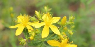 Mască facială din flori de sunătoare – Cum folosim sunătoarea în tratamente cosmetice acasă