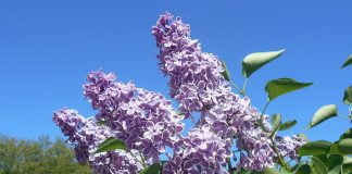 Medicina naturistă - Vezi ce afecțiuni tratează liliacul (Syringa vulgaris)