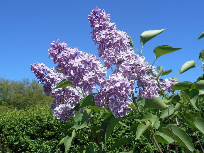 Medicina naturistă - Vezi ce afecțiuni tratează liliacul (Syringa vulgaris) Medicina naturistă - Vezi ce afecțiuni tratează liliacul (Syringa vulgaris)