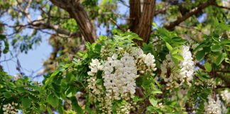 Mierea de salcâm, unul dintre cele mai sănătoase soiuri de miere. Vezi ce proprietăți are!