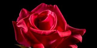 Trandafirul de dulceață – Află care sunt proprietățile sale și ce preparate delicioase poți realiza din petale