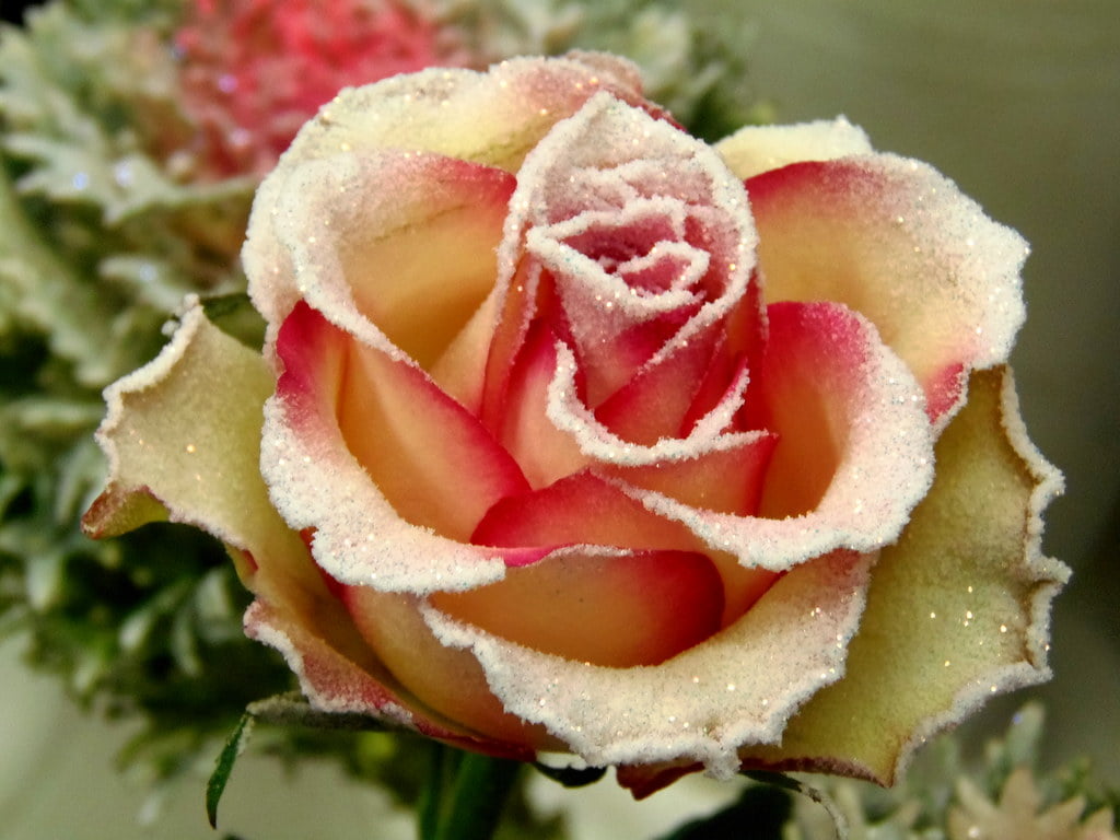 dulceata de trandafir