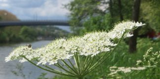 Află 3 soluții eficiente pentru sporirea fertilității masculine și îmbunătățirea potenței