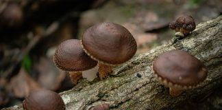 Află proprietățile terapeutice și vindecătoare ale ciupercilor Shiitake și Reishi