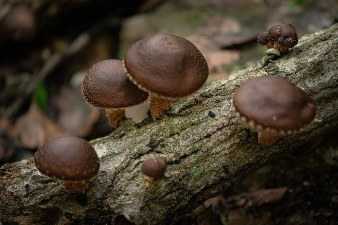 Află proprietățile terapeutice și vindecătoare ale ciupercilor Shiitake și Reishi Află proprietățile terapeutice și vindecătoare ale ciupercilor Shiitake și Reishi