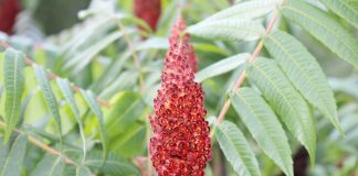 Ai auzit vreodată de sumac Află cum se folosește acest condiment și ce proprietăți are!