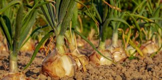 Care sunt cele 10 proprietăți utile pe care le are ceapa