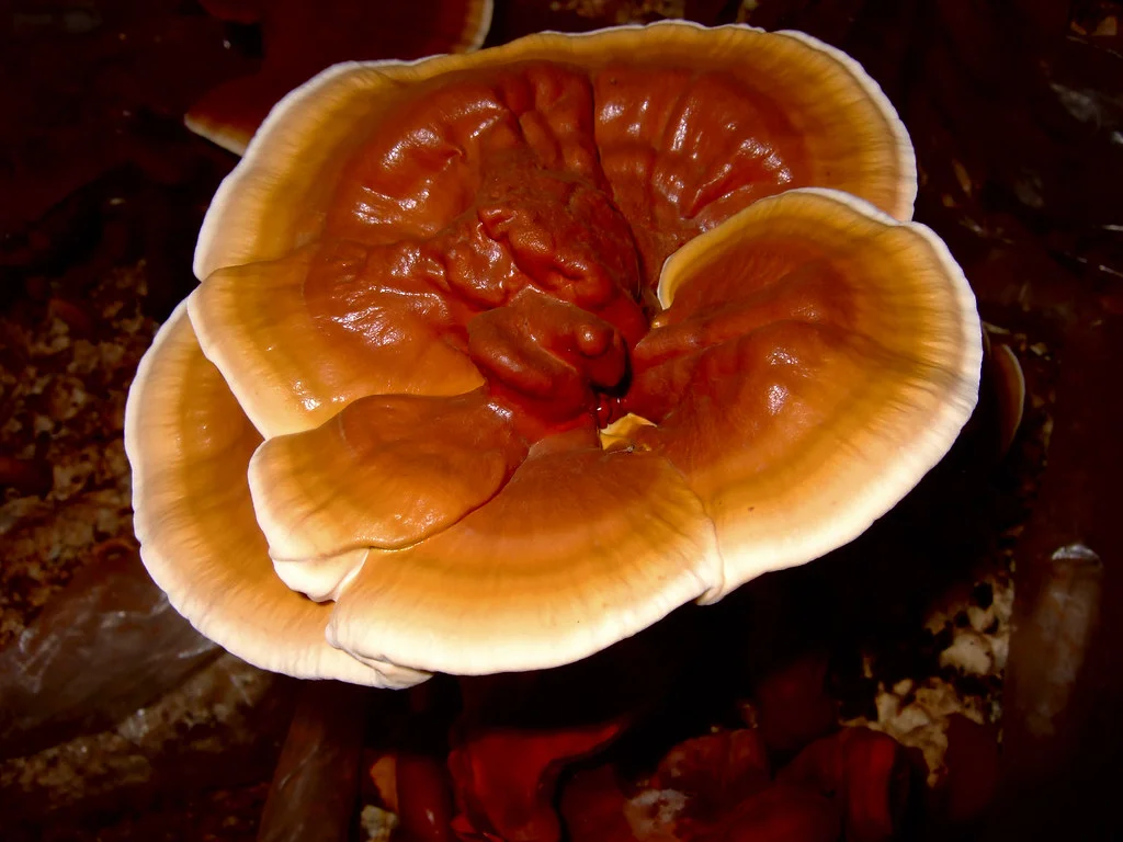 Ciuperca Reishi