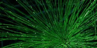 Coada-calului, o plantă medicinală cu proprietăți dermatologice excelente pentru piele