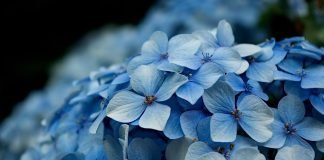 Hydrangea
