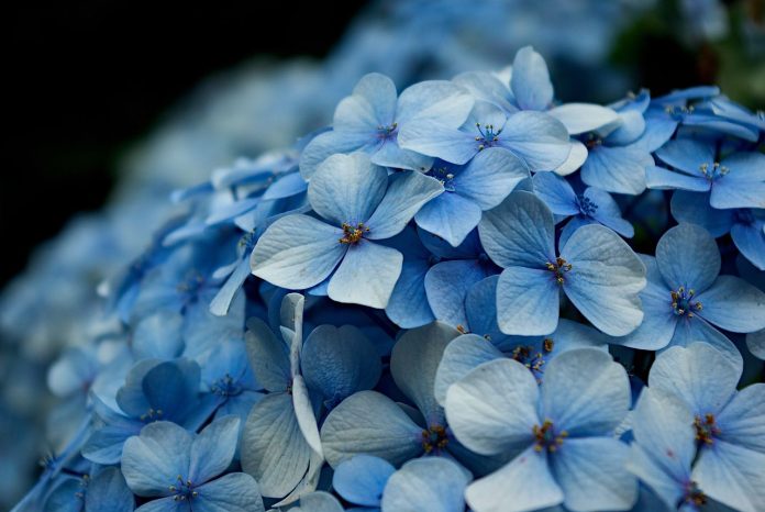 Hydrangea