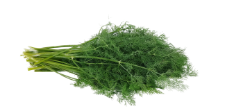 Mărarul sau Anethum graveolens – Beneficiile plantei pentru sănătate