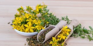 Roinița și sunătoarea, plante medicinale care alungă stările de nervozitate și de disconfort emoțional