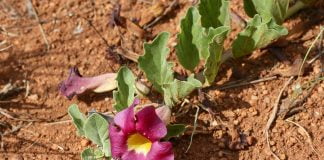 Scapă de durerile osteoarticulare cu planta gheara-diavolului