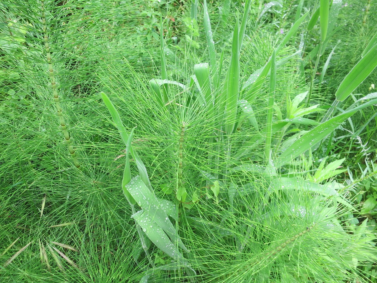 coada calului