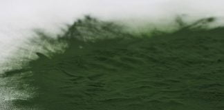 Alga verde Chlorella și spirulina, surse importante de aminoacizi esențiali și clorofilă