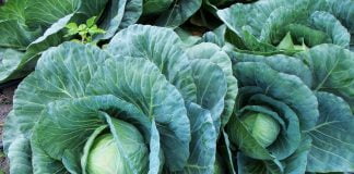 Alimentele de origine vegetală sunt bune pentru creier – Află ce trebuie să mănânci pentru a preveni demența și boala