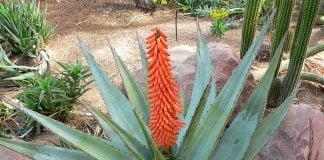 Aloe ferox, cea mai eficientă plantă de leac dintre toate soiurile de aloe
