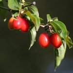 Coarnele de pădure – fructe cu proprietăți vindecătoare