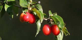 Coarnele de pădure – fructe cu proprietăți vindecătoare