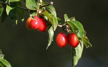 Coarnele de pădure – fructe cu proprietăți vindecătoare