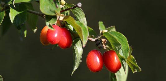Coarnele de pădure – fructe cu proprietăți vindecătoare