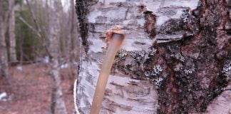 Efectele binefăcătoare ale sevei de mesteacăn pentru organism