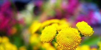 Scapă de herpes și alte bube cu frunze de calapăr