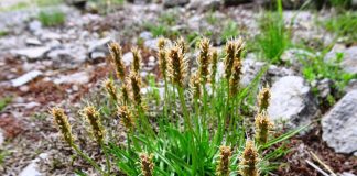 Sirop din pătlagină – un preparat naturist eficient în calmarea tusei