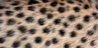 Animal print pe păr, ultima tendință la coafuri în această vară