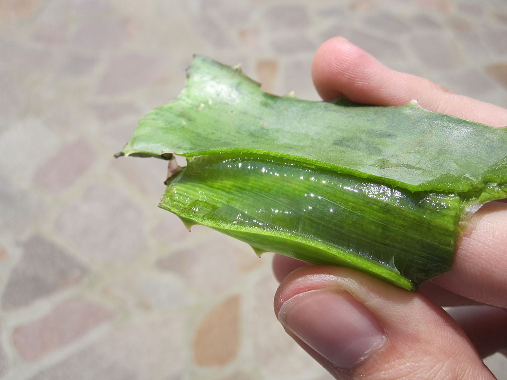 suc de aloe vera