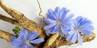 1-radacina-de-cicoare