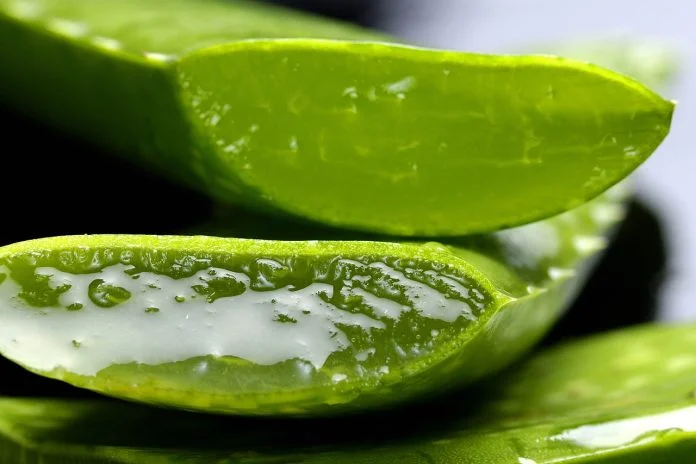 Aloe vera și alte remedii naturiste pentru îndepărtarea petelor roșii după epilare Aloe vera și alte remedii naturiste pentru îndepărtarea petelor roșii după epilare