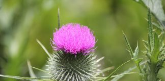 Anghinare (Cynara scolymus), planta care protejează ficatul și reduce colesterolul din sânge